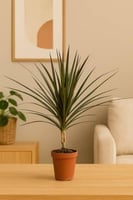 دراسينا مارجيناتا