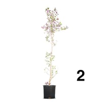 وايتكس أحمر