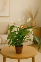 سباثفيليم هولندي