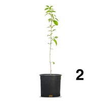 Parking 25, length 1 meter and 50 centimeters