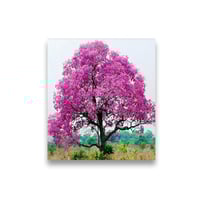 تابوبيا وردي