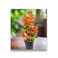 جهنميه برتقالي