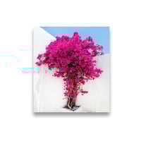 جهنميه وردي