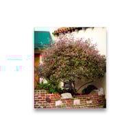 وايتكس أحمر