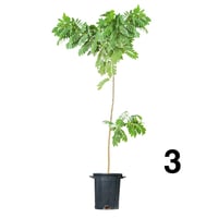 اكاسيا جلوكا