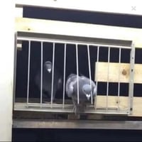 مدخل حمام للعشش مقاس40سم