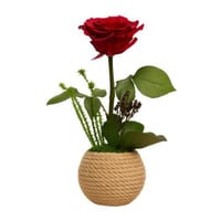 ورد دائم - بتنسيق سنِمار