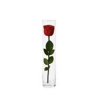 ورد دائم - في فازة إلوبا الخاصة وسط