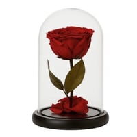 ورد دائم - أنجل 11