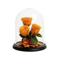 ورد دائم - انجل 12