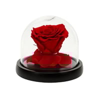 ورد دائم - أنجل 10