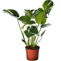 بذور نبات المونستيرا (تاويري)