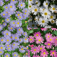 مزيج بذور زهور براكيكوم