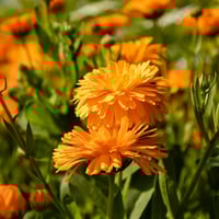 بذور زهور أقحوان كاليندول