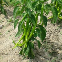 بذور فلفل بوردم طويل أخضر