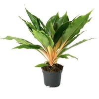 بذور نبات سبايدر مابل