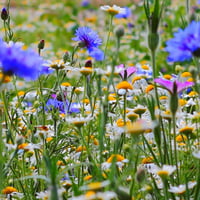 بذور خليط مرج الزهور (زهور برية)