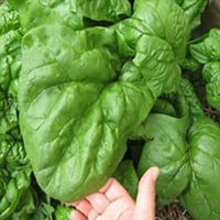 بذور سبانخ نوبل العملاق