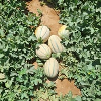 بذور شمام منجاوي مخطط هجين F1