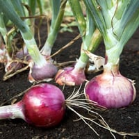 بذور بصل احمر امبستا