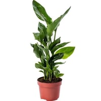 بذور ستريليتسيا (طائر الجنة)