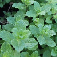 بذور النعناع المغربي