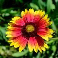 بذور زهور جيلارديا توكاجير