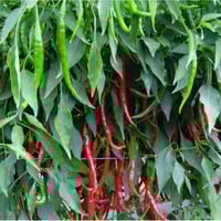 بذور فلفل انهايم شيلي هجين F1