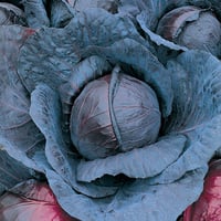 بذور ملفوف ريفا أحمر هجين F1