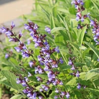 بذور المريمية - عريضة الأوراق