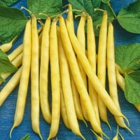 فاصوليا صفراء