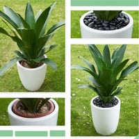 صخور نهرية سوداء للزينة