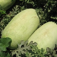 بذور بطيخ شارلستون جري