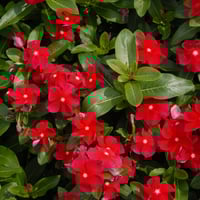 بذور زهور بفتة وردي غامق