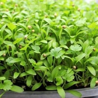 بذور الكزبرة مايكروجرين