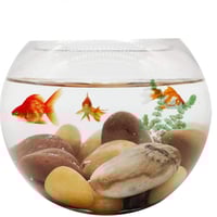 صخور نهرية صفراء للزينة