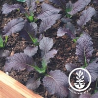 بذور الخردل الأحمر العقيق