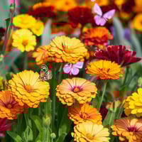 بذور زهور اذريون جيتانا - ألوان متعددة