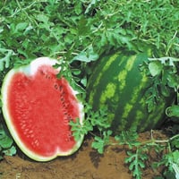بذور بطيخ توب قن هجين F1