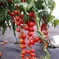 بذور طماطم كارمنت شيري هجين F1