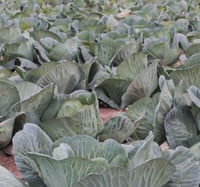 بذور ملفوف أخضر هجين F1