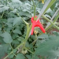 10 مشابك لربط جذع النباتات