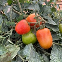 بذور طماطم جواهر هجين F1