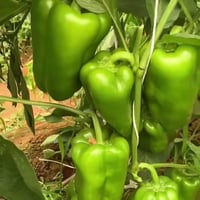 بذور فلفل حلو أخضر هجين F1