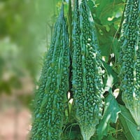 بذور الكيرلا هجين F1