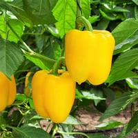 بذور فلفل ووندر أصفر هجين F1