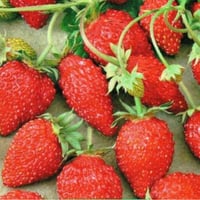 بذور فراولة آلبين