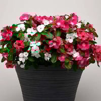 بذور زهور الفينكا القزمية - ألوان متعددة