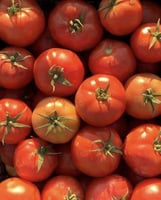 بذور طماطم آيه هجين F1