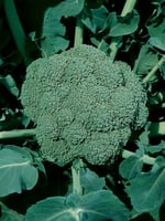 بذور بروكلي والت هام 29